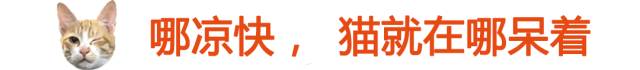太热了夏天猫咪如何补水消暑,夏天猫咪不热吗