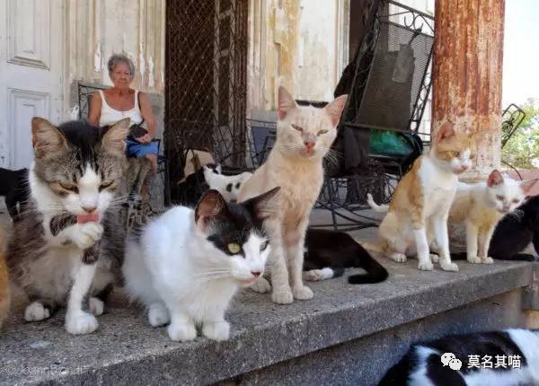 古巴猫是哪里的猫,哈瓦那棕猫简介