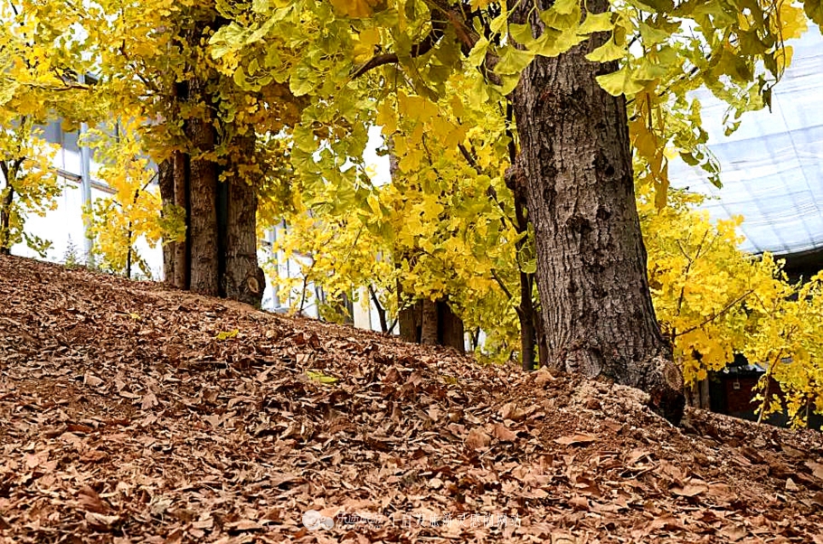 钻石原生矿和次生矿有什么区别,原生矿产生的钻石