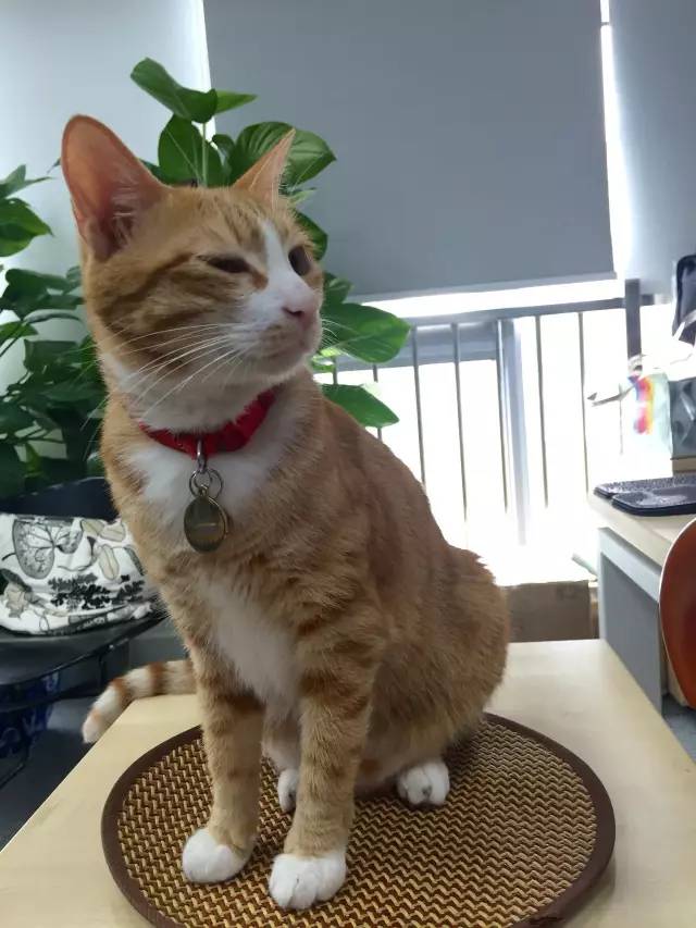 太热了夏天猫咪如何补水消暑,夏天猫咪不热吗