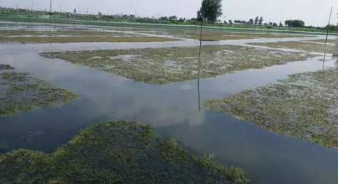 蟹塘养殖要注意什么,河蟹养殖下雨天缺氧吗