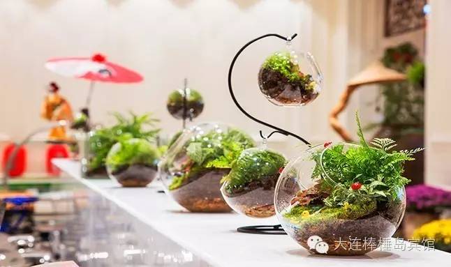 棒棰岛景区内用餐,棒棰岛游玩在哪儿吃饭