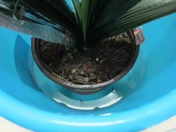 自制365天自动浇花神器,出差自制浇水神器