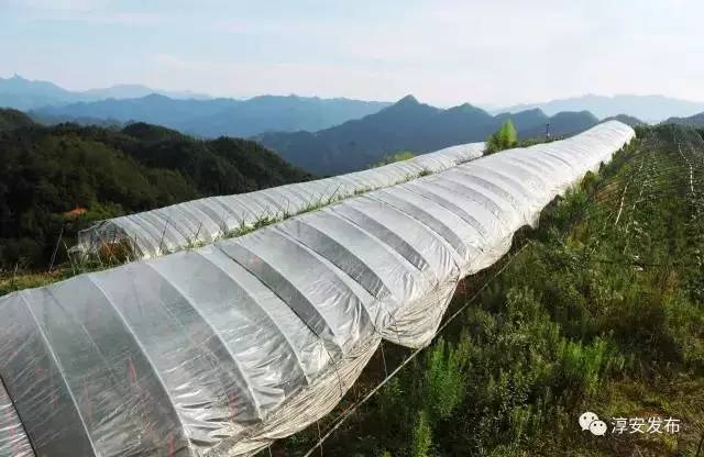 淳安海拔最高民宿,浙江海拔1000米以上的民宿