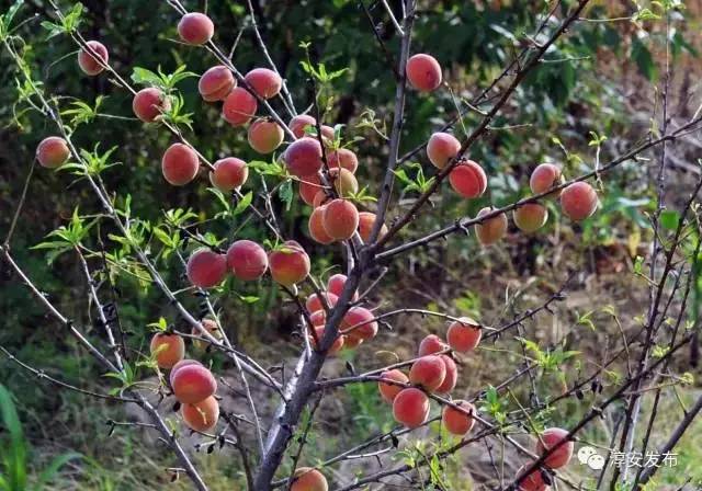 淳安海拔最高民宿,浙江海拔1000米以上的民宿