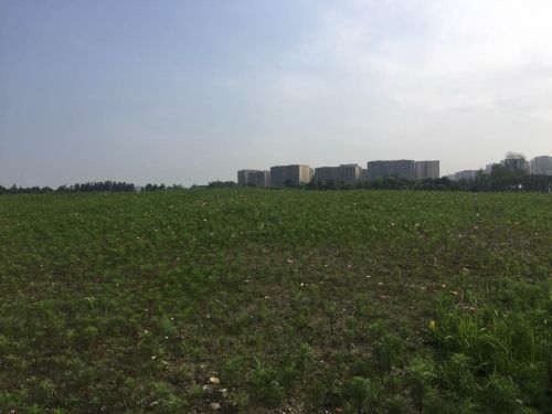 双流赏花一日游最佳景点,双流周边游玩看花海