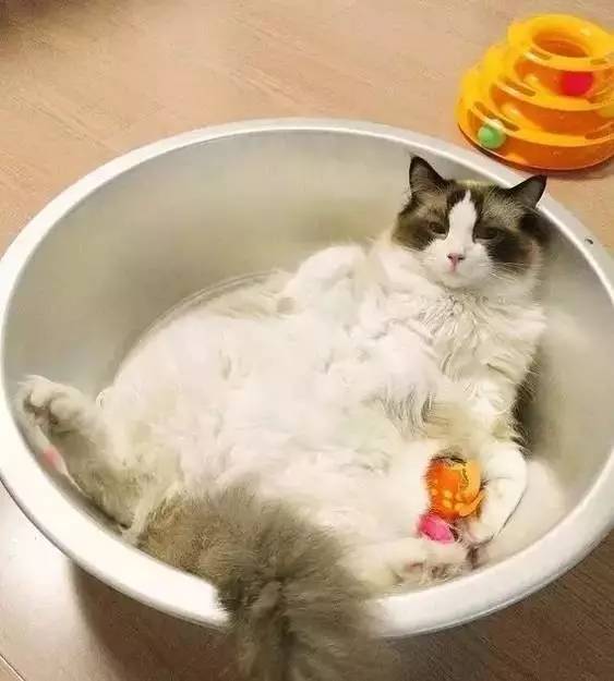 太热了夏天猫咪如何补水消暑,夏天猫咪不热吗