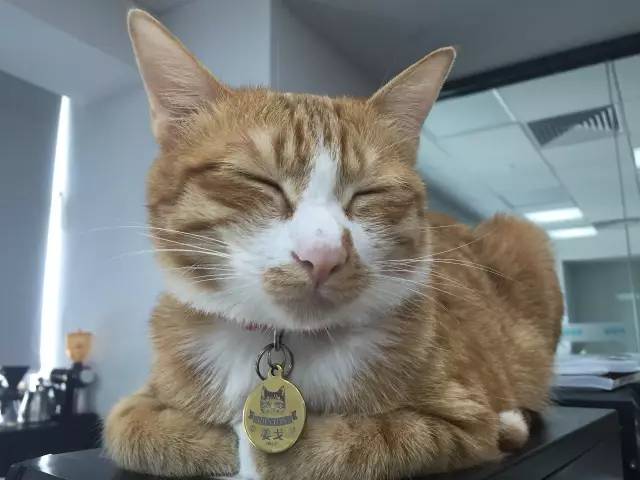 太热了夏天猫咪如何补水消暑,夏天猫咪不热吗