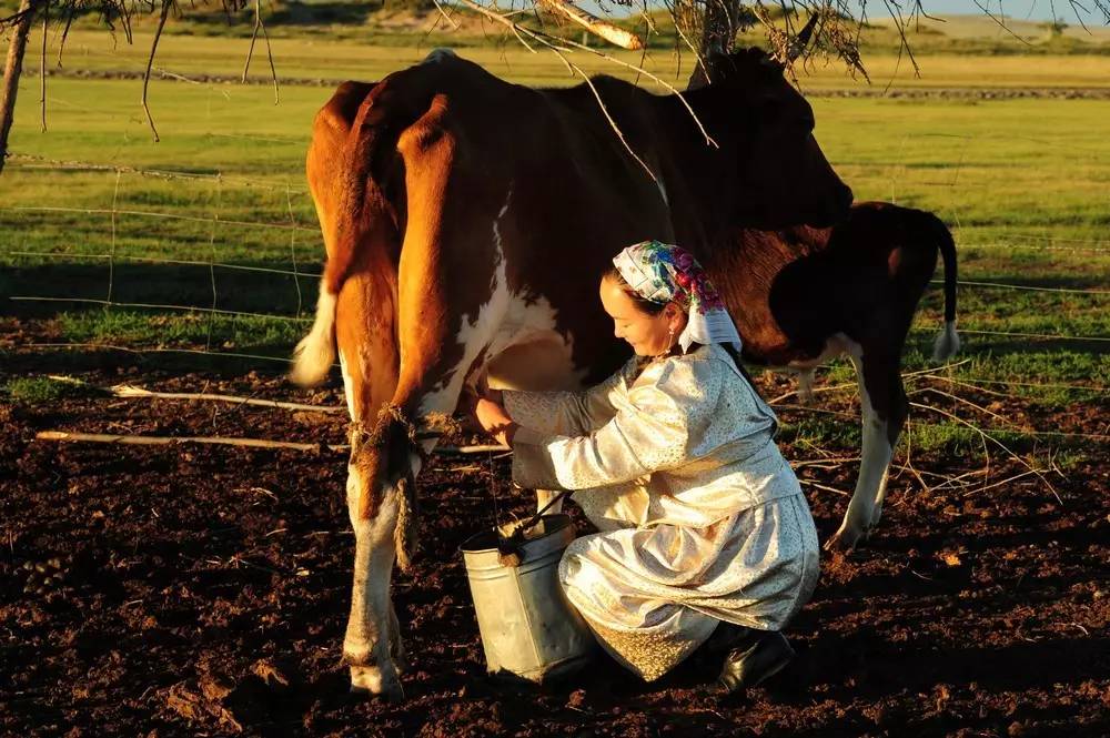 不是每个牛奶都叫特仑苏原视频,大草原牛奶特仑苏