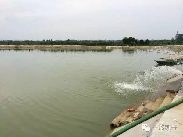 鱼病快速诊断与防病技术,鱼病的正确诊断图解