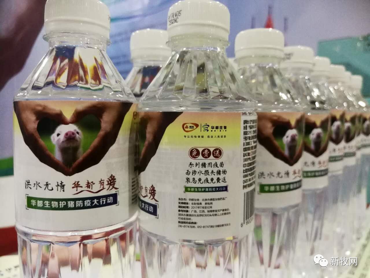 赞！华都生物疫苗免费送，江西首日惠及三千多头母猪