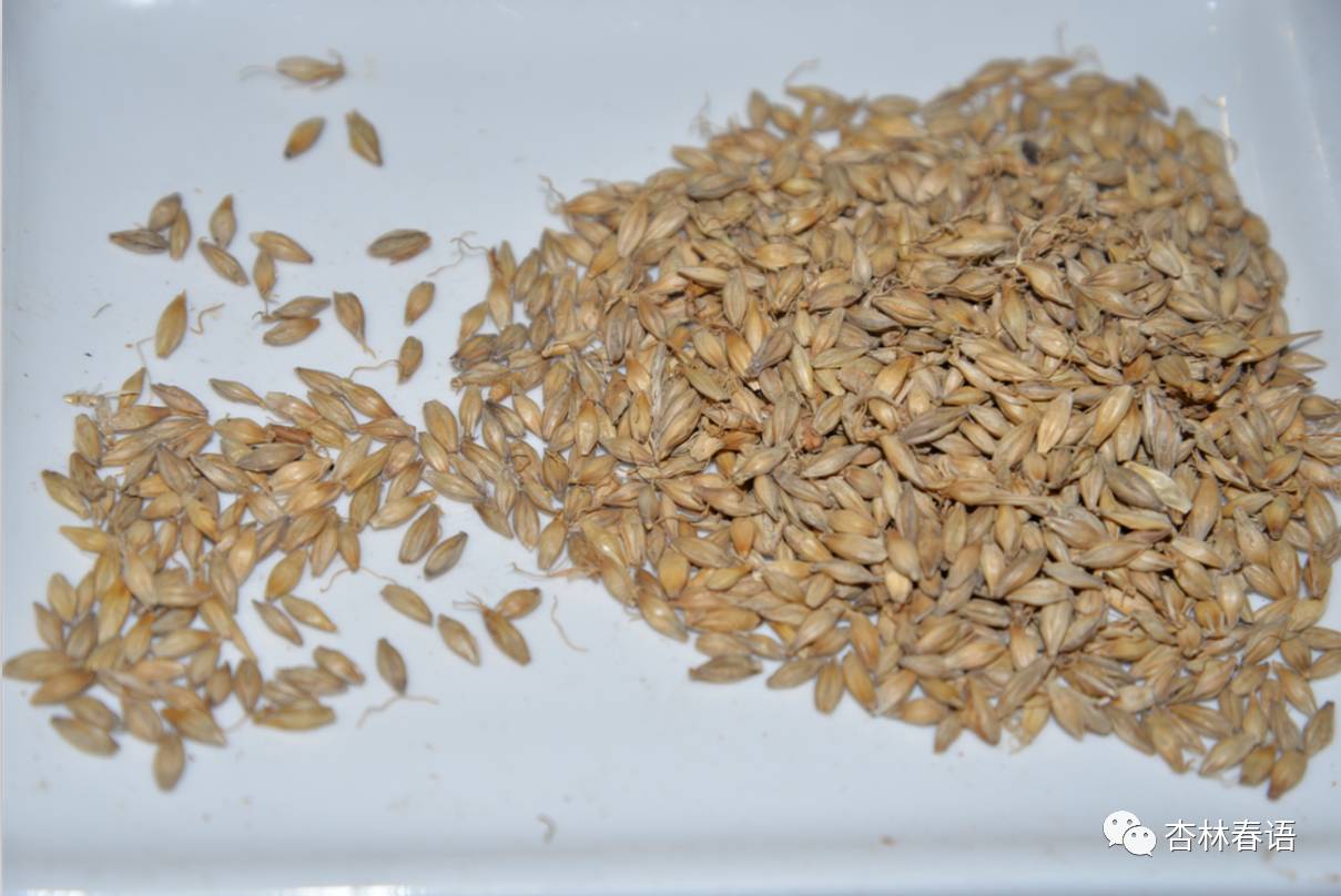 山楂麦芽神曲药食同源,中医里的麦芽