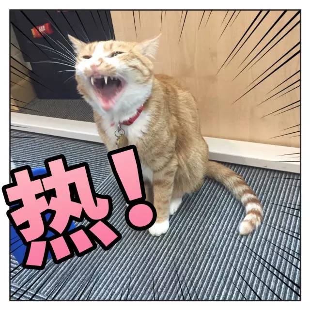 太热了夏天猫咪如何补水消暑,夏天猫咪不热吗