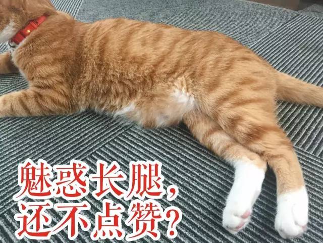 太热了夏天猫咪如何补水消暑,夏天猫咪不热吗