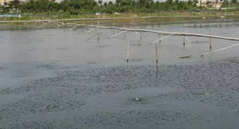 蟹塘养殖要注意什么,河蟹养殖下雨天缺氧吗