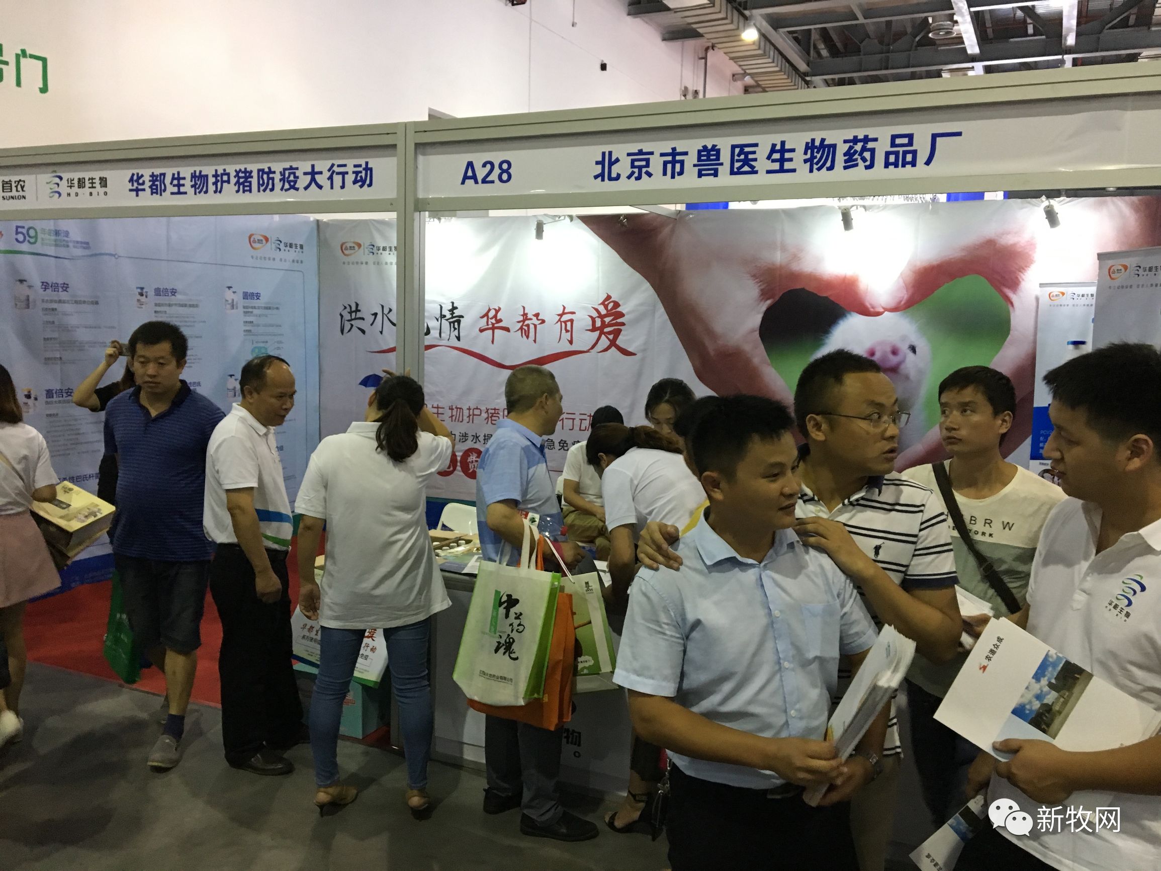 赞!华都生物疫苗免费送,江西首日惠及三千多头母猪