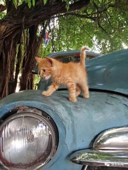 古巴猫是哪里的猫,哈瓦那棕猫简介