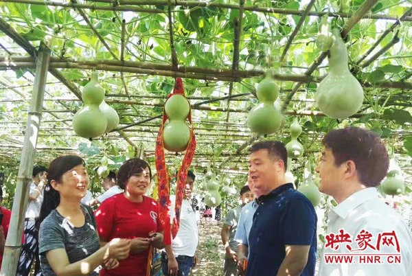 葫芦种植致富项目,河南葫芦种植