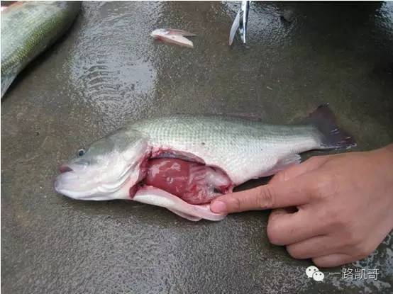 鱼病快速诊断与防病技术,鱼病的正确诊断图解