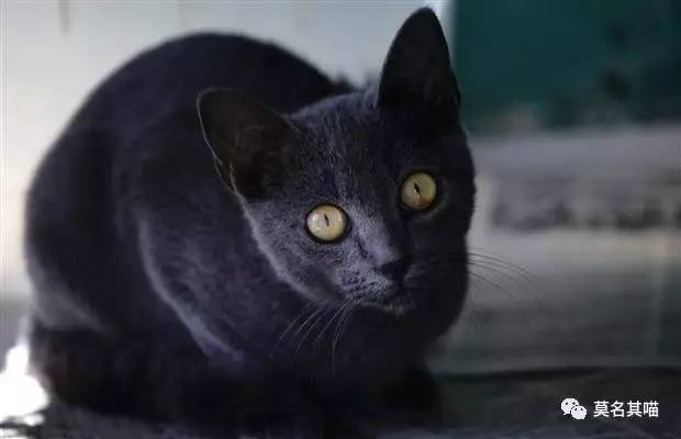 古巴猫是哪里的猫,哈瓦那棕猫简介