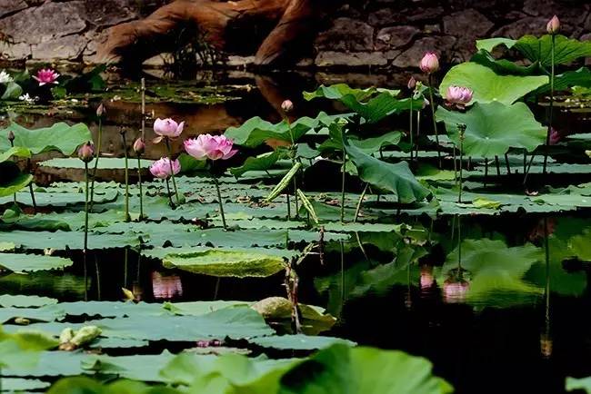 棒棰岛景区内用餐,棒棰岛游玩在哪儿吃饭