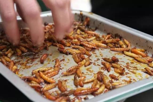 这些稀奇古怪的食物你敢尝试吗,34个奇怪食物