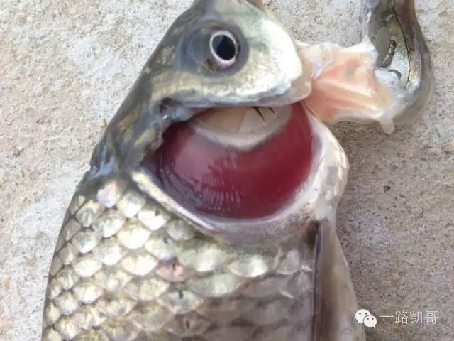 鱼病快速诊断与防病技术,鱼病的正确诊断图解