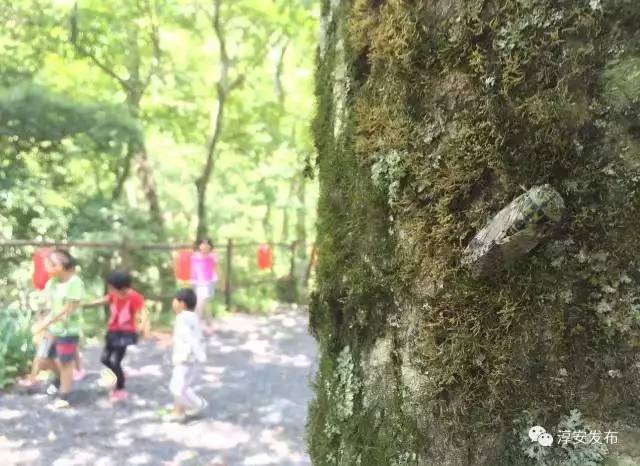 淳安海拔最高民宿,浙江海拔1000米以上的民宿