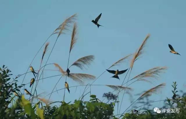 淳安海拔最高民宿,浙江海拔1000米以上的民宿