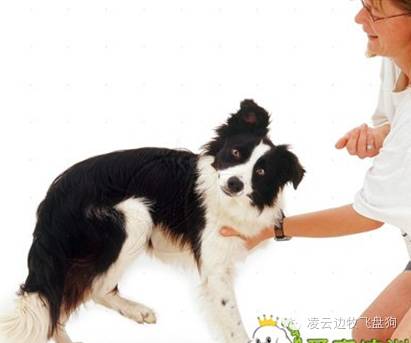 边牧咳嗽,边牧喉咙像卡住一样咳嗽