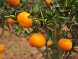 柑橘新优良种类,柑橘新品种介绍视频