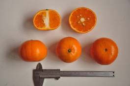 柑橘新优良种类,柑橘新品种介绍视频