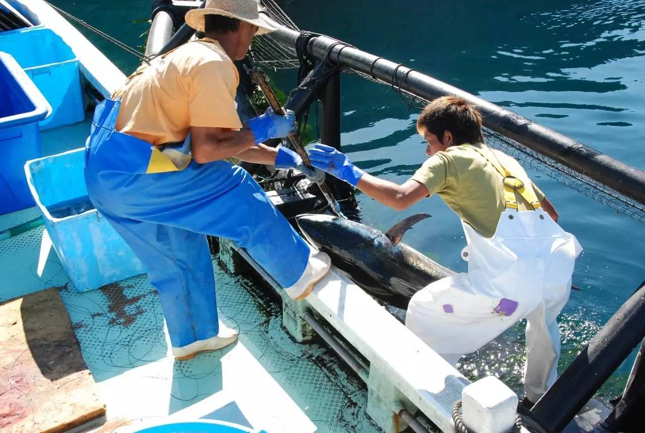 连曼殊都要去请教的日料教父，在捧红了杭州顶级日料后，竟然独自在解放路开了家亲民的料理小馆……