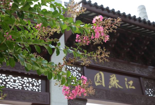 妞嶇墿鐧剧鑺搁,妞嶇墿鐧剧鏈ㄦè