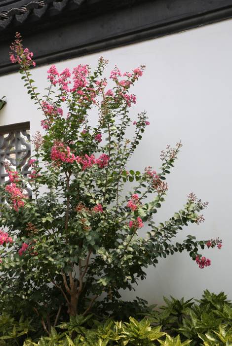 妞嶇墿鐧剧鑺搁,妞嶇墿鐧剧鏈ㄦè