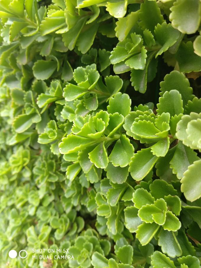 小米5x处理器是骁龙625吗,骁龙625最低价手机