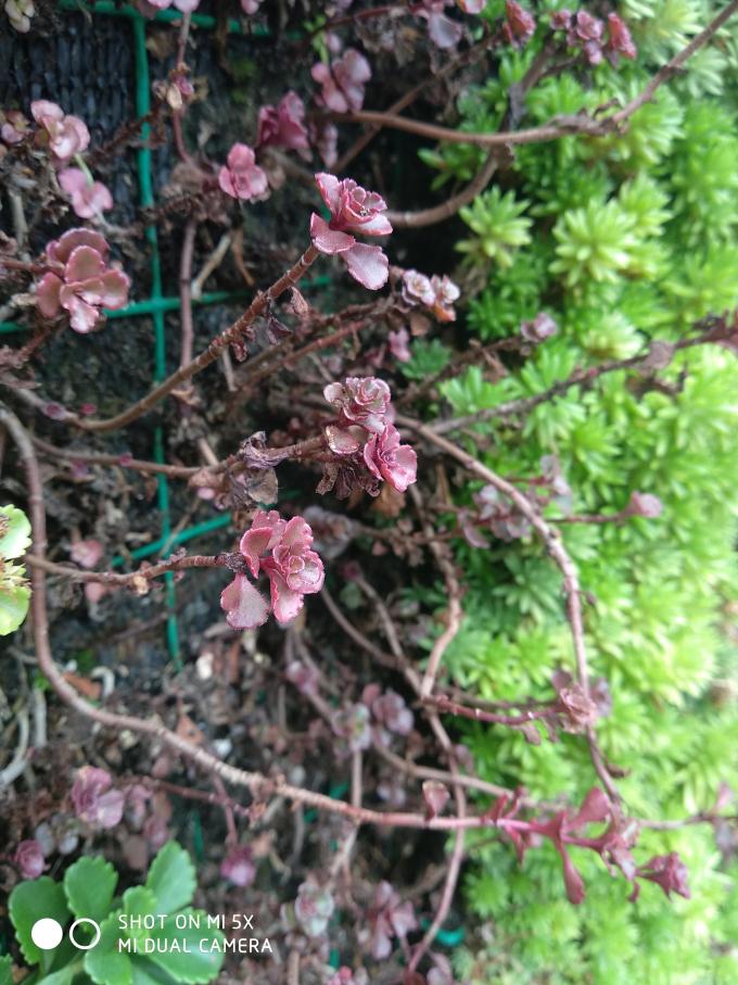 小米5x处理器是骁龙625吗,骁龙625最低价手机