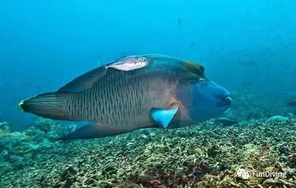 船宿推荐及价格,船宿推荐