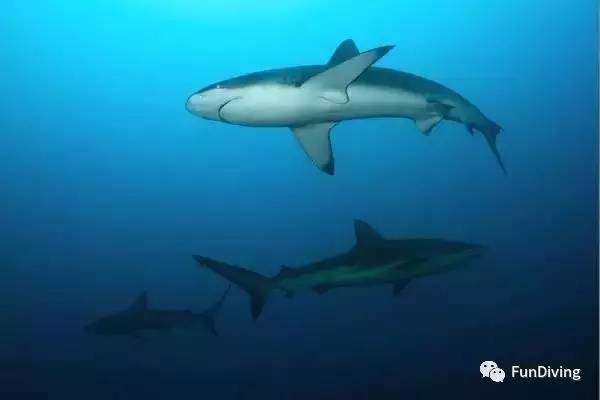 船宿推荐及价格,船宿推荐