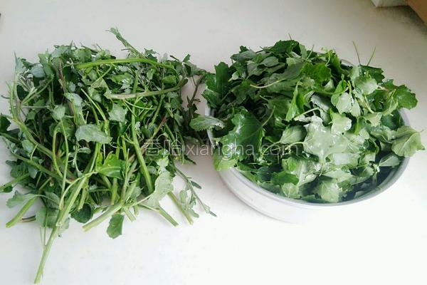 野菜灰灰菜的做法大全,东北野菜灰菜