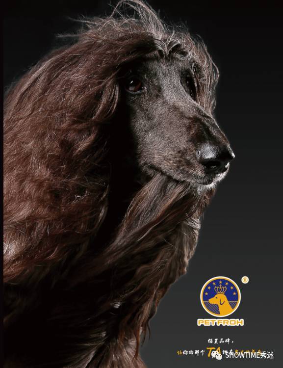 狗粮品牌系列展示设计,狗粮宣传设计