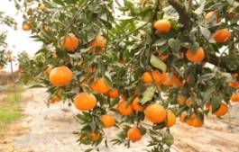 柑橘新优良种类,柑橘新品种介绍视频