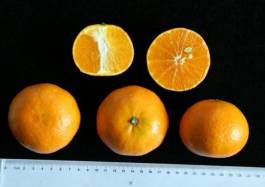 柑橘新优良种类,柑橘新品种介绍视频