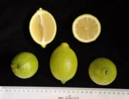 柑橘新优良种类,柑橘新品种介绍视频