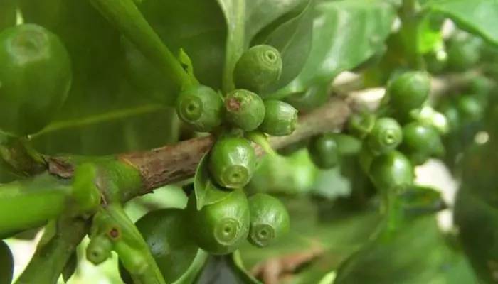 「泰·好食」作为咖迷，这些泰国咖啡文化您得知道