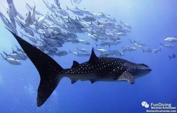 船宿推荐及价格,船宿推荐