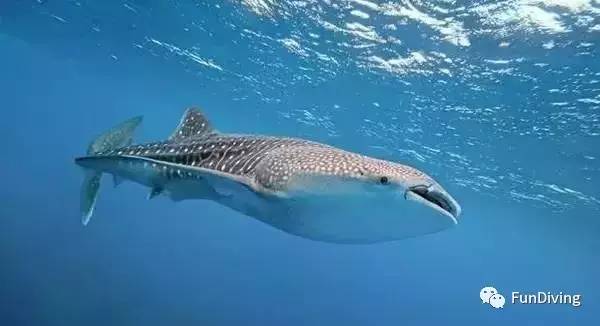 船宿推荐及价格,船宿推荐