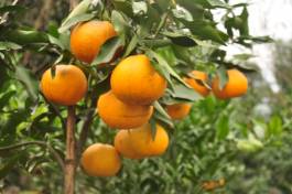 柑橘新优良种类,柑橘新品种介绍视频