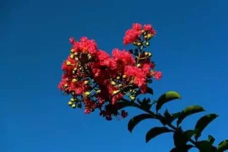 妞嶇墿鐧剧鑺搁,妞嶇墿鐧剧鏈ㄦè