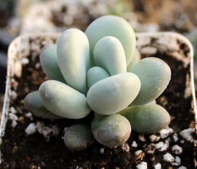 什么植物对电脑防辐射最好,什么植物好养又防辐射